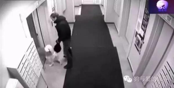 主人带着狗狗坐电梯，但接下来发生的一幕让他后悔不已！