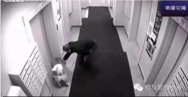 主人带着狗狗坐电梯，但接下来发生的一幕让他后悔不已！