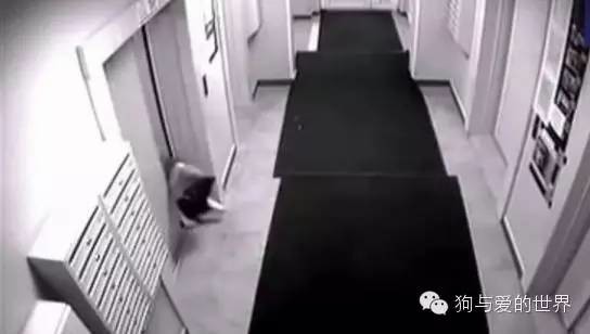 主人带着狗狗坐电梯，但接下来发生的一幕让他后悔不已！