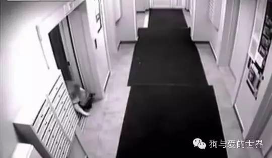 主人带着狗狗坐电梯，但接下来发生的一幕让他后悔不已！
