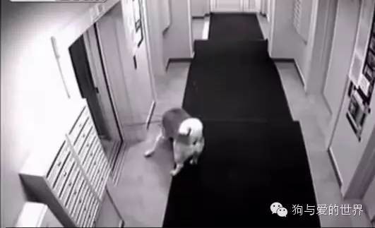 主人带着狗狗坐电梯，但接下来发生的一幕让他后悔不已！