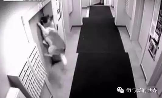 主人带着狗狗坐电梯，但接下来发生的一幕让他后悔不已！