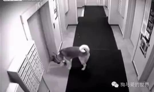 主人带着狗狗坐电梯，但接下来发生的一幕让他后悔不已！
