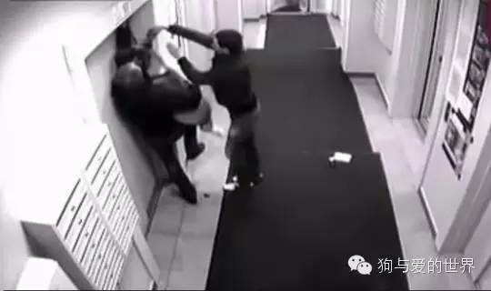 主人带着狗狗坐电梯，但接下来发生的一幕让他后悔不已！