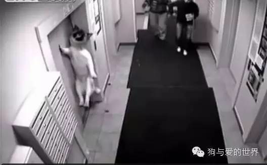 主人带着狗狗坐电梯，但接下来发生的一幕让他后悔不已！