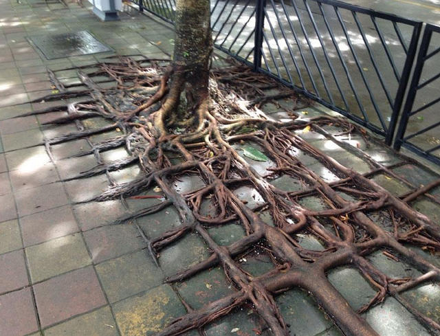 男子街上散步发现一棵奇怪的树，没想到靠近树根看到神奇的一幕！