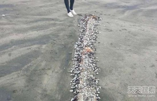 这种恶心生物 竟是渔民眼中的顶级食材