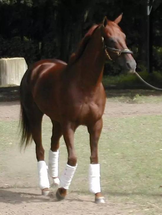 ▲图：著名赛马Funny Cide / by  Ki Longfellow